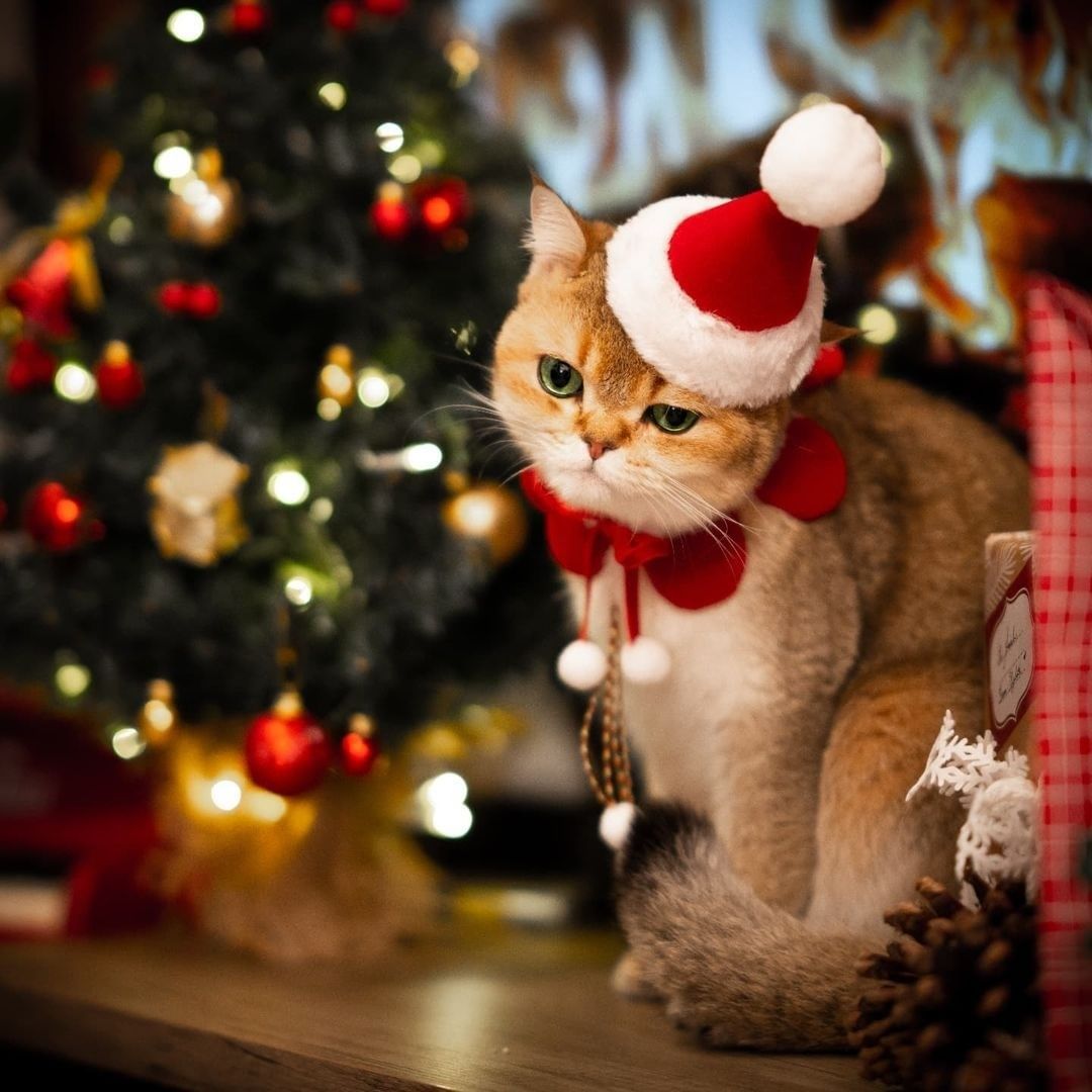 Oh Christmas tree, oh...