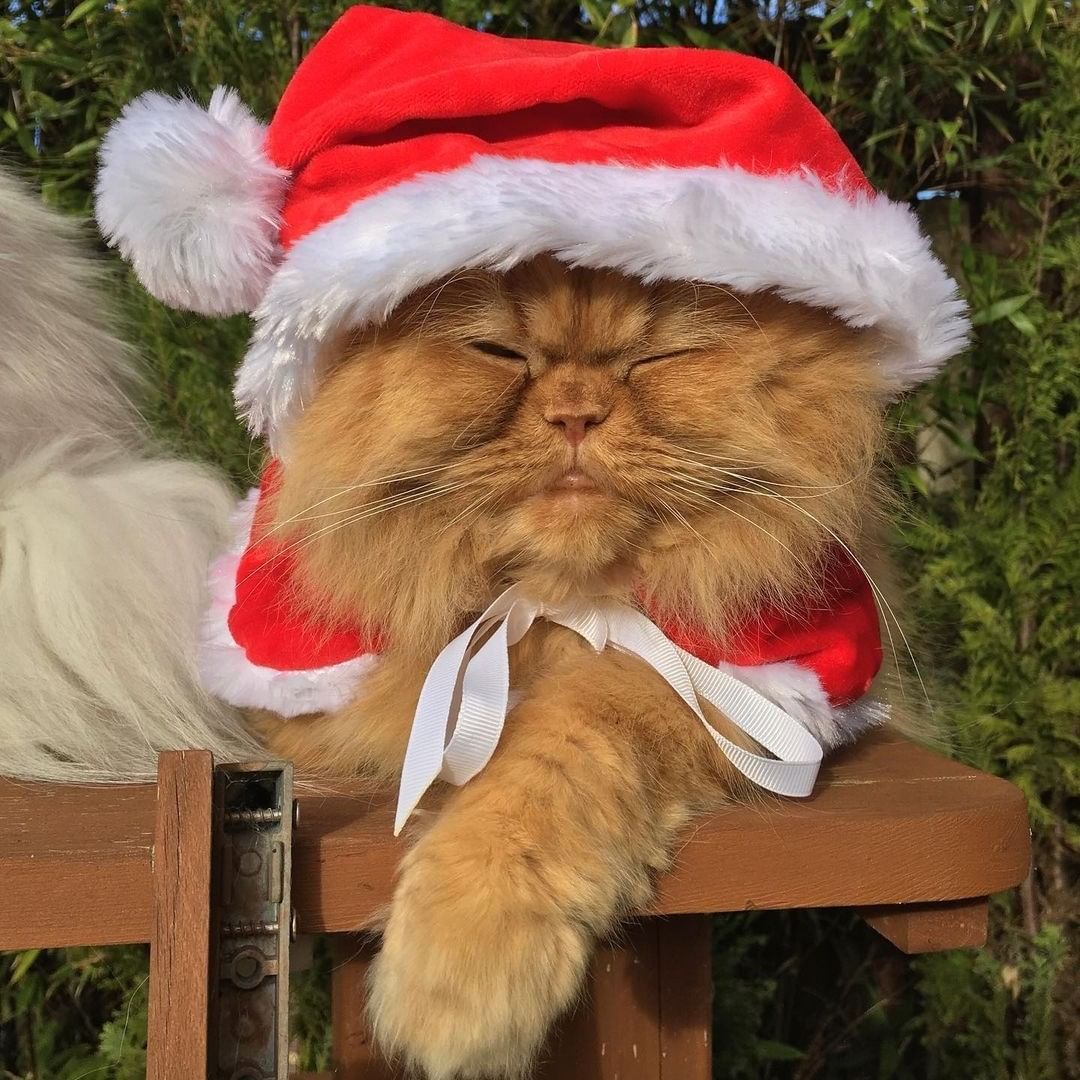 Oh Christmas tree, oh...