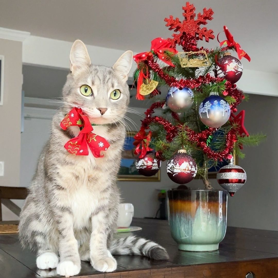 Oh Christmas tree, oh...