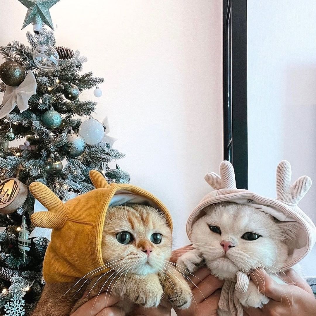 Oh Christmas tree, oh...