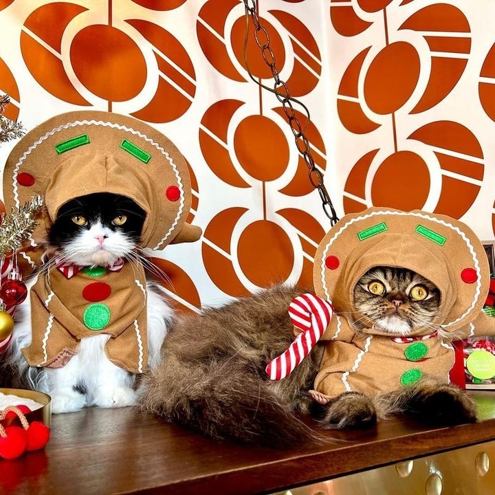 Oh Christmas tree, oh...