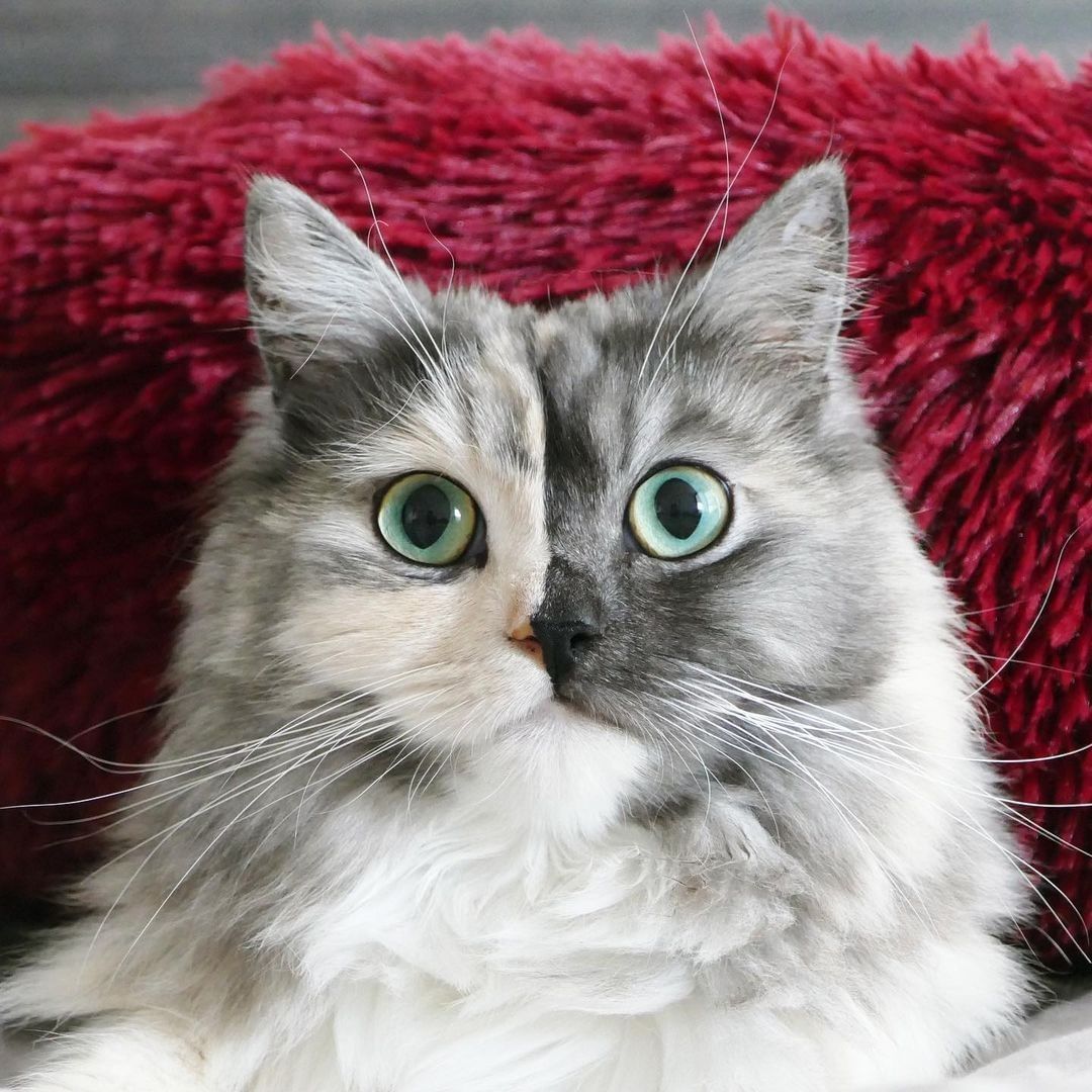 Meowjestic 🖤 📸 @geri.cat -...
