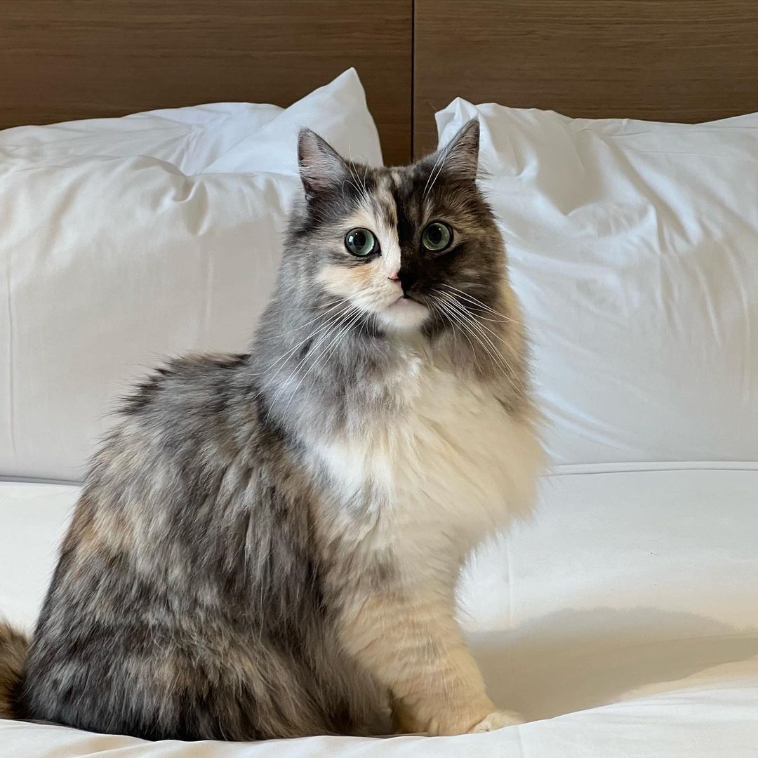 Meowjestic 🖤 📸 @geri.cat -...