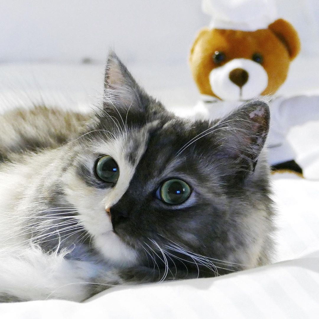 Meowjestic 🖤 📸 @geri.cat -...