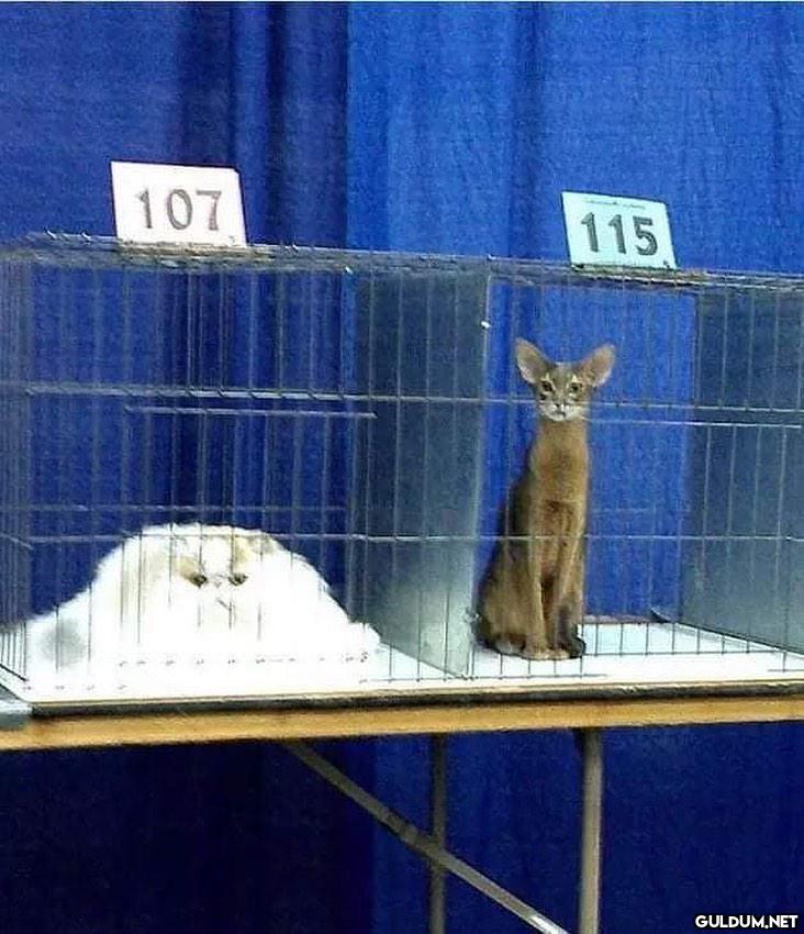 anlamsız fotoğraflar 6236 ...
