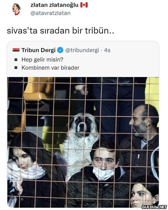 zlatan zlatanoğlu...