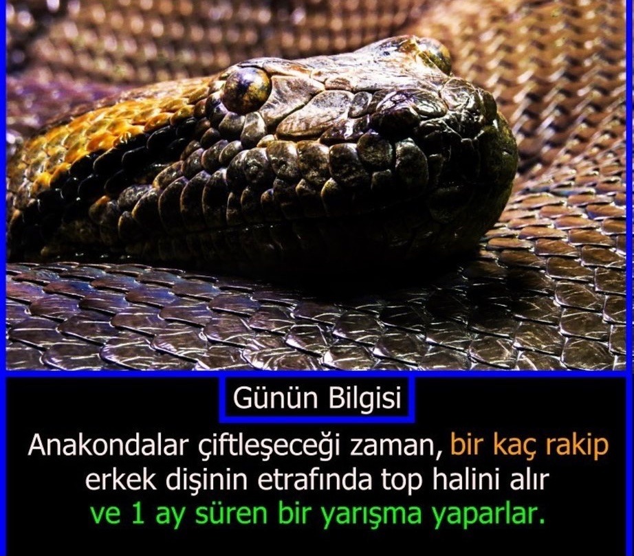 Günün Bilgisi Anakondalar...