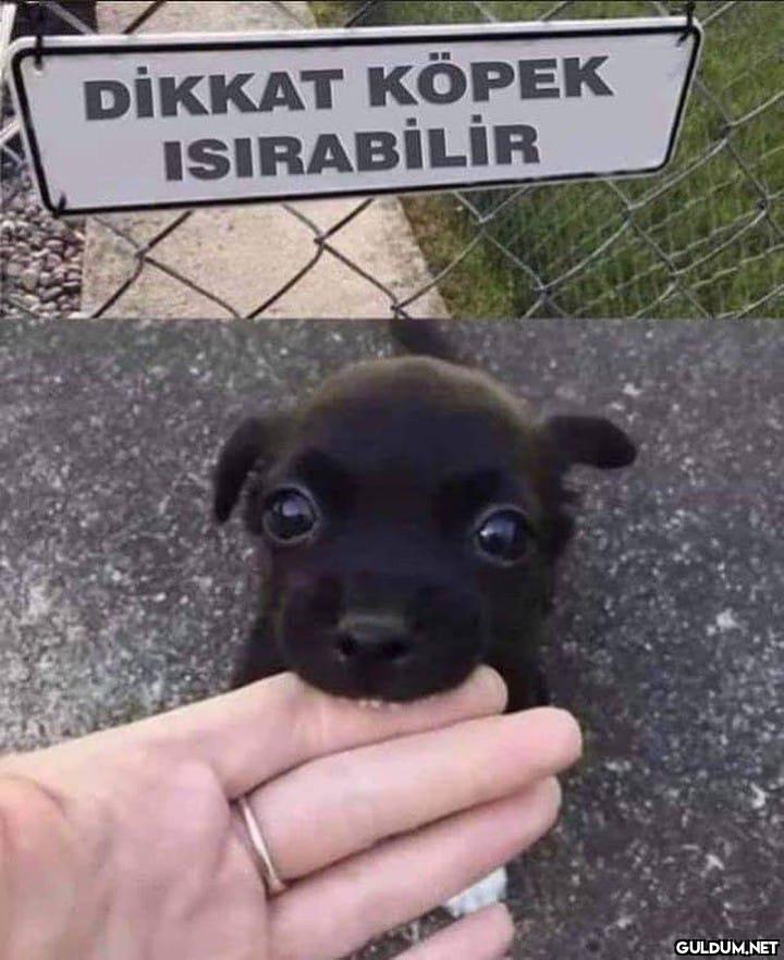 DIKKAT KӦРЕК ISIRABİLİR    Kaynak