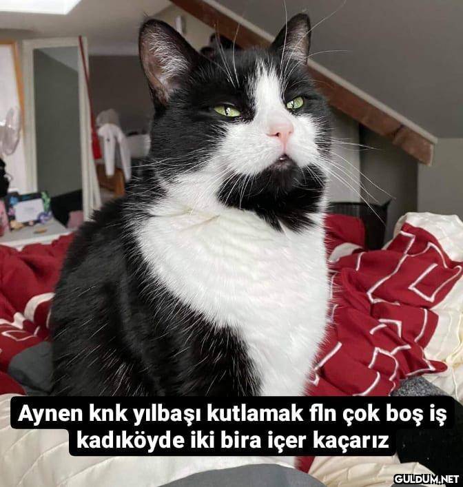 Kadıköy moruk sakalı ...