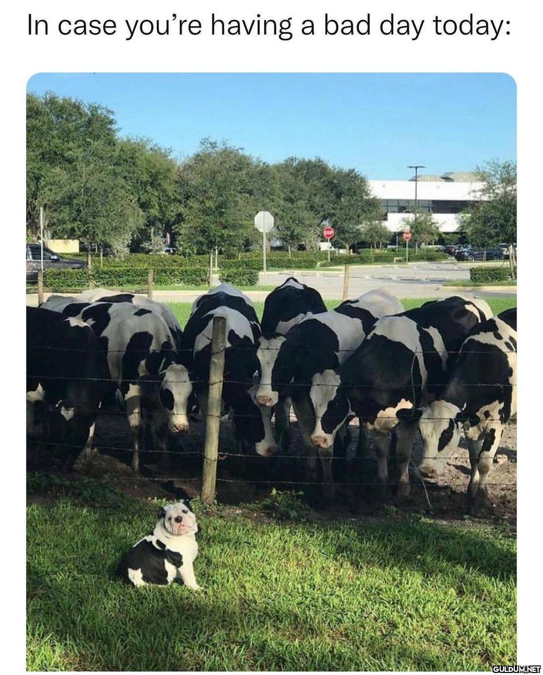 He’s tryna blend in In...