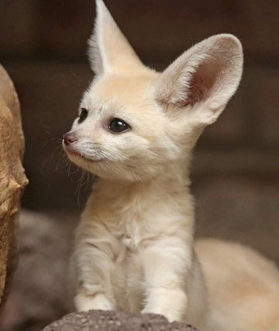 Yavru çöl tilkisi. 🦊    Kaynak