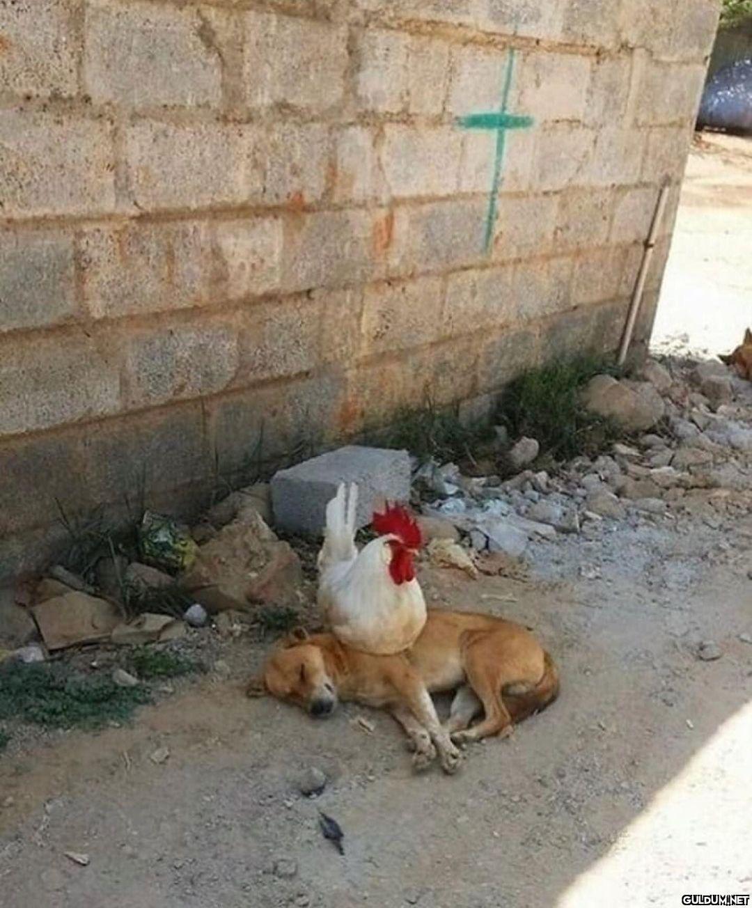 anlamsız fotoğraflar 26383  Kaynak