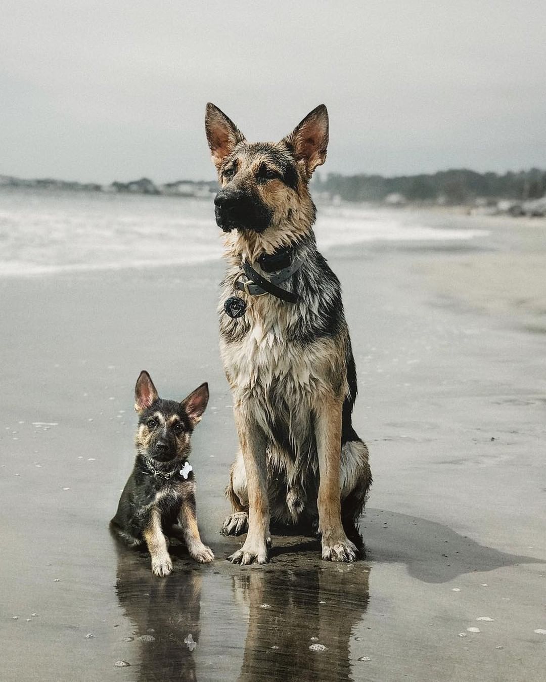 Doggos and their younger...