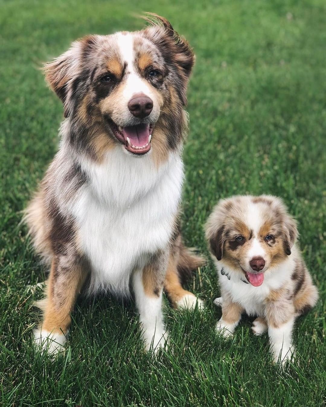 Doggos and their younger...