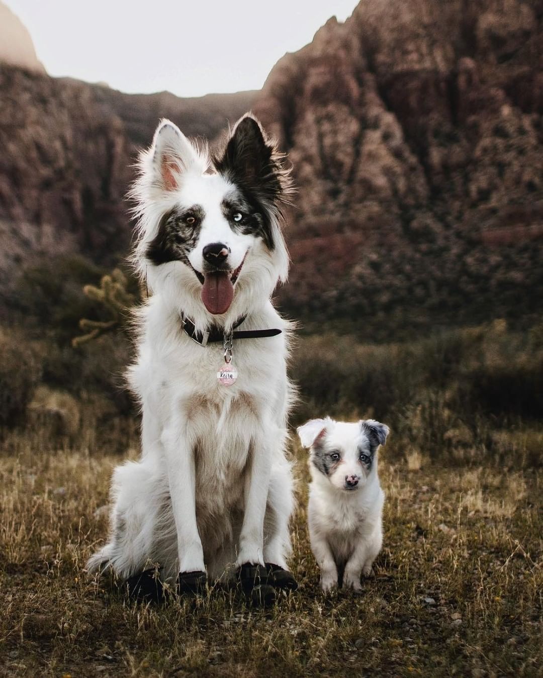 Doggos and their younger...