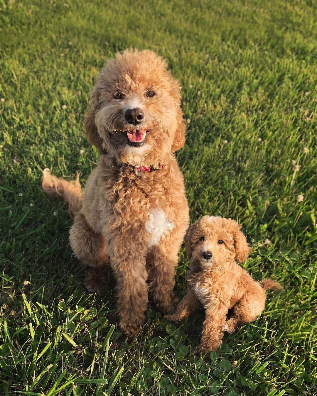Doggos and their younger...