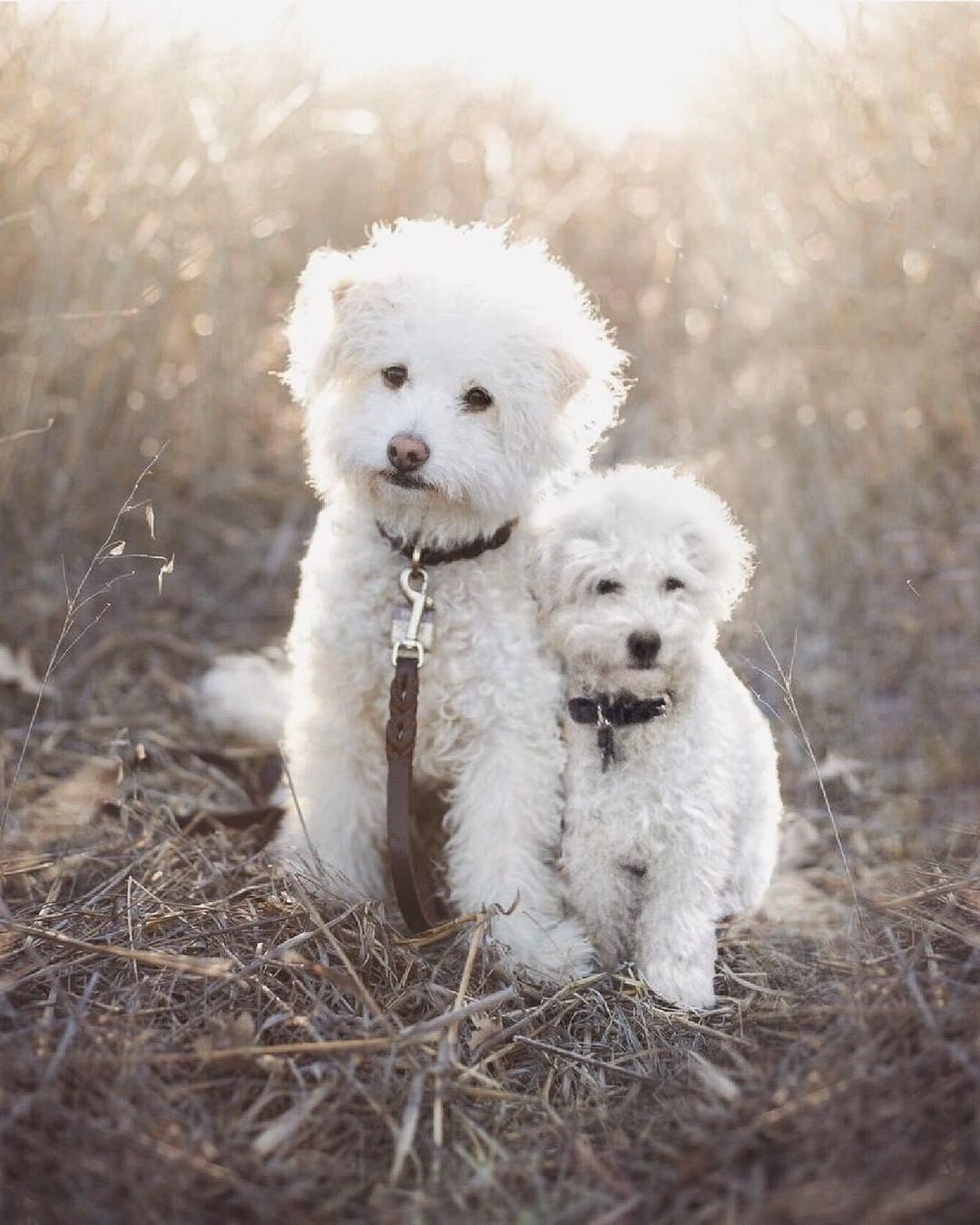Doggos and their younger...