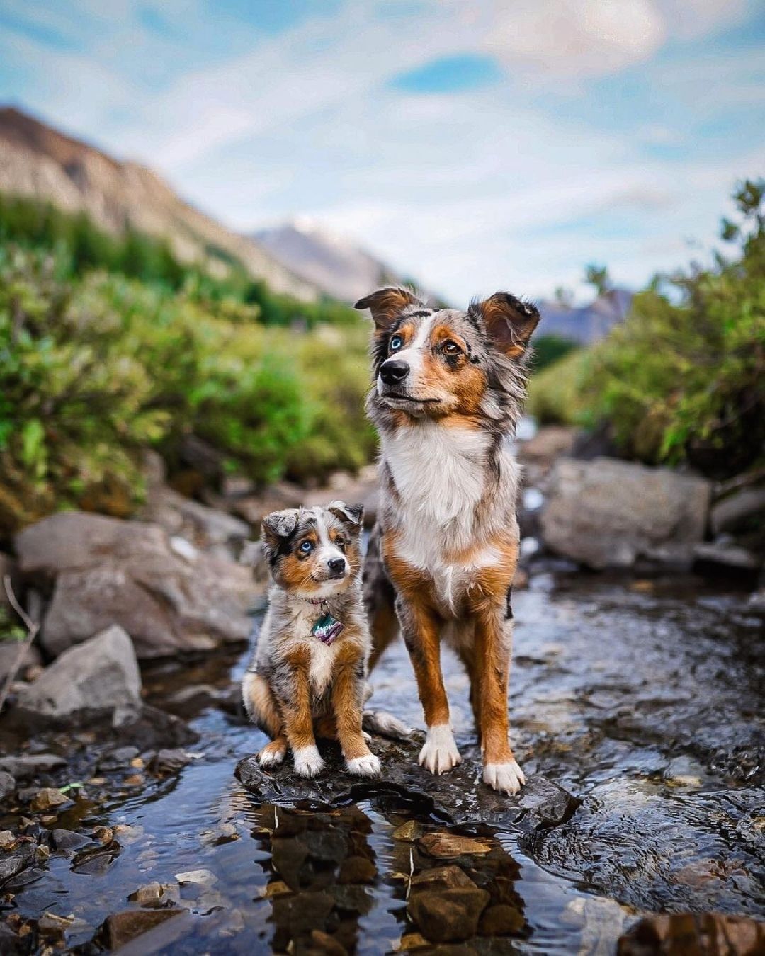 Doggos and their younger...