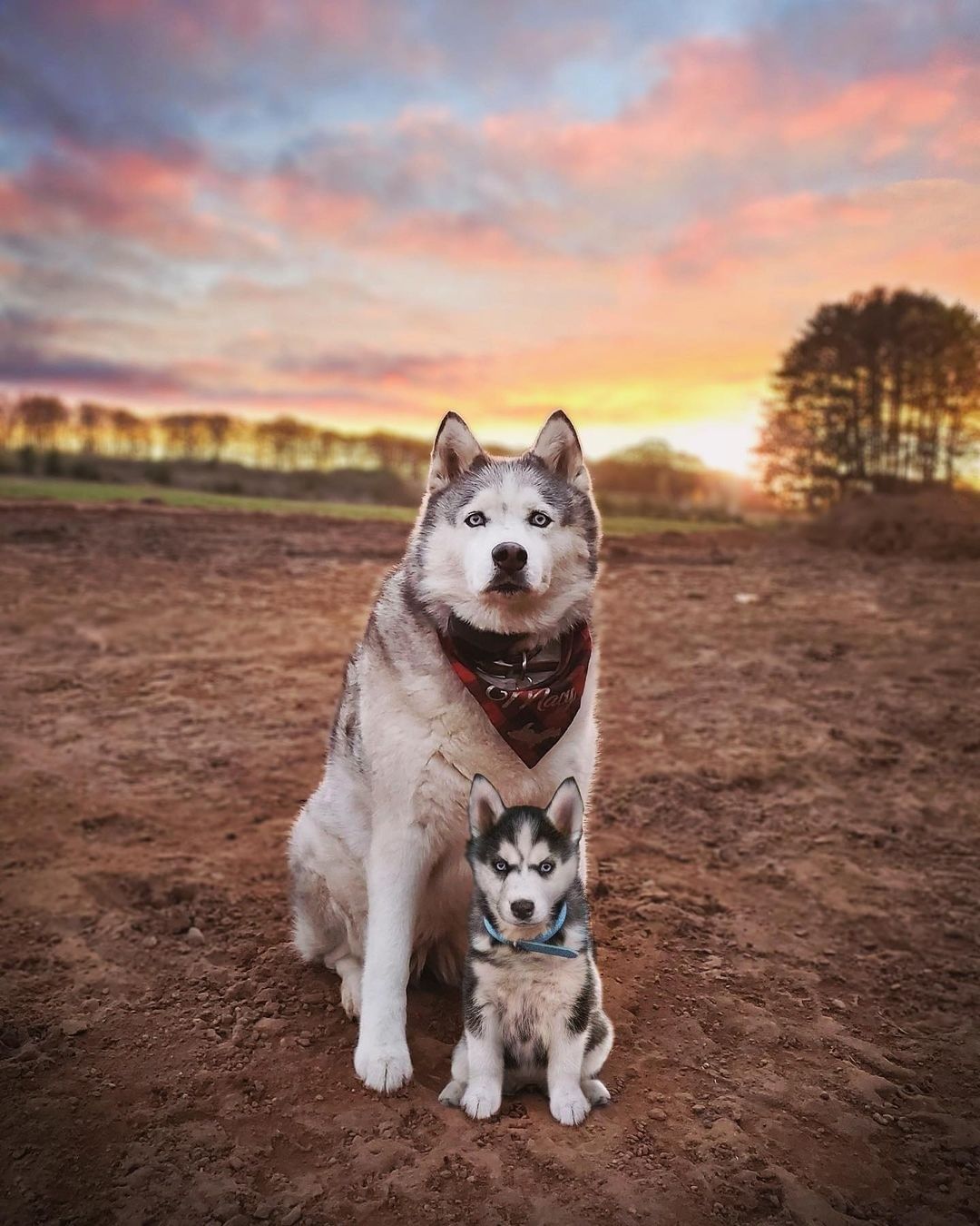 Doggos and their younger...