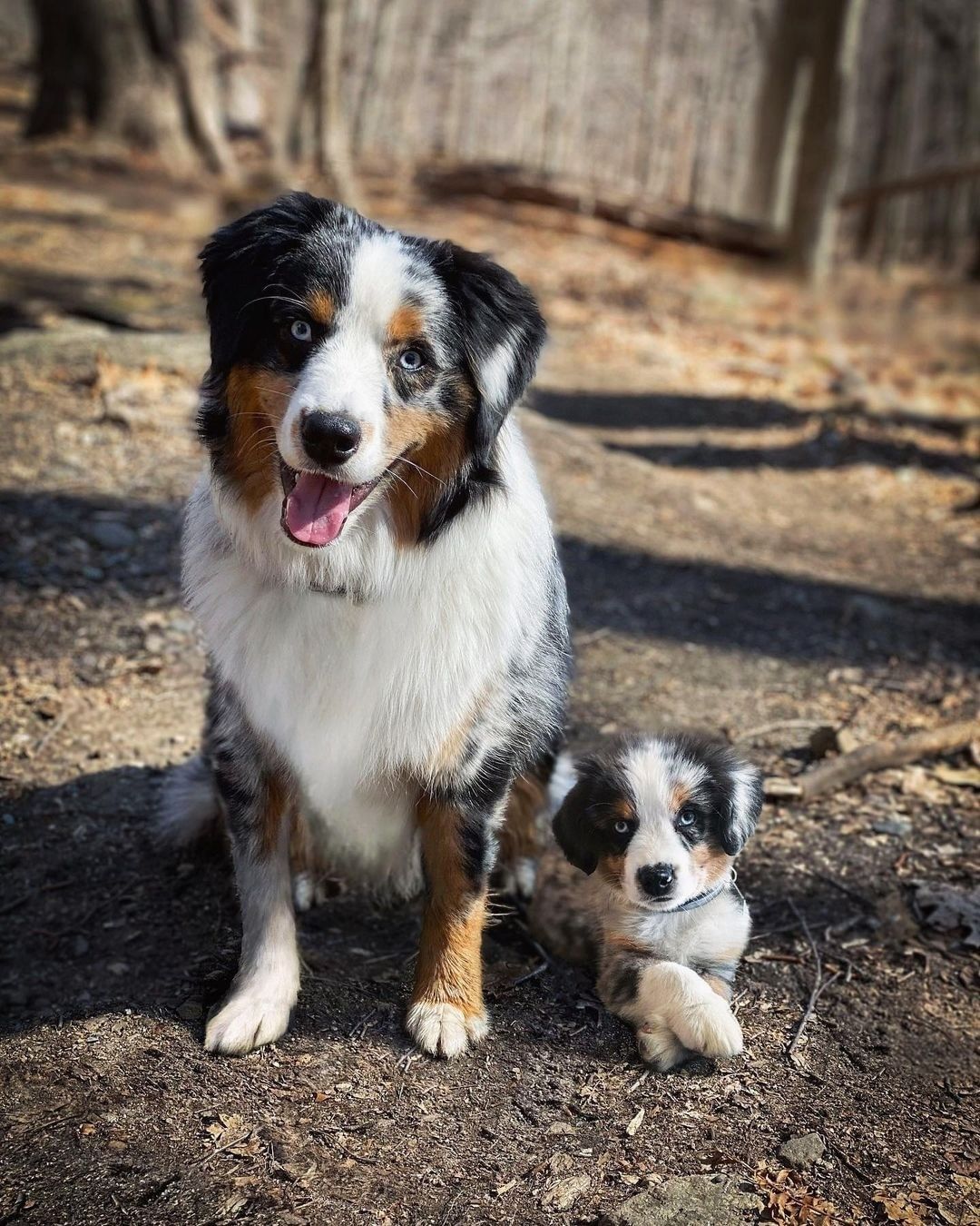 Doggos and their younger...