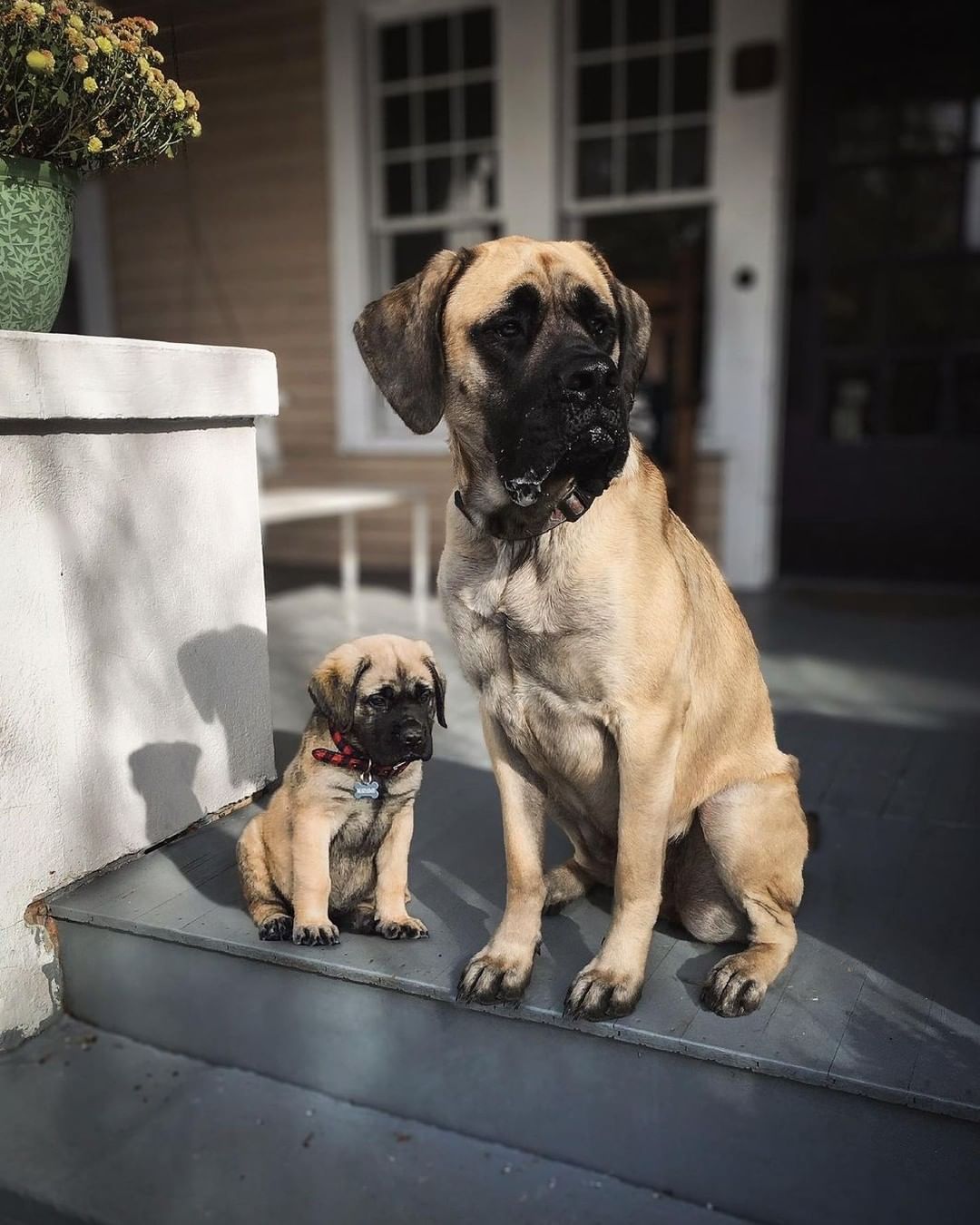 Doggos and their younger...