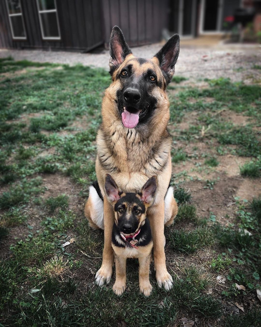 Doggos and their younger...
