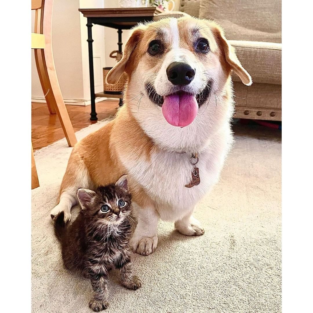Fluffy boi is very excited...
