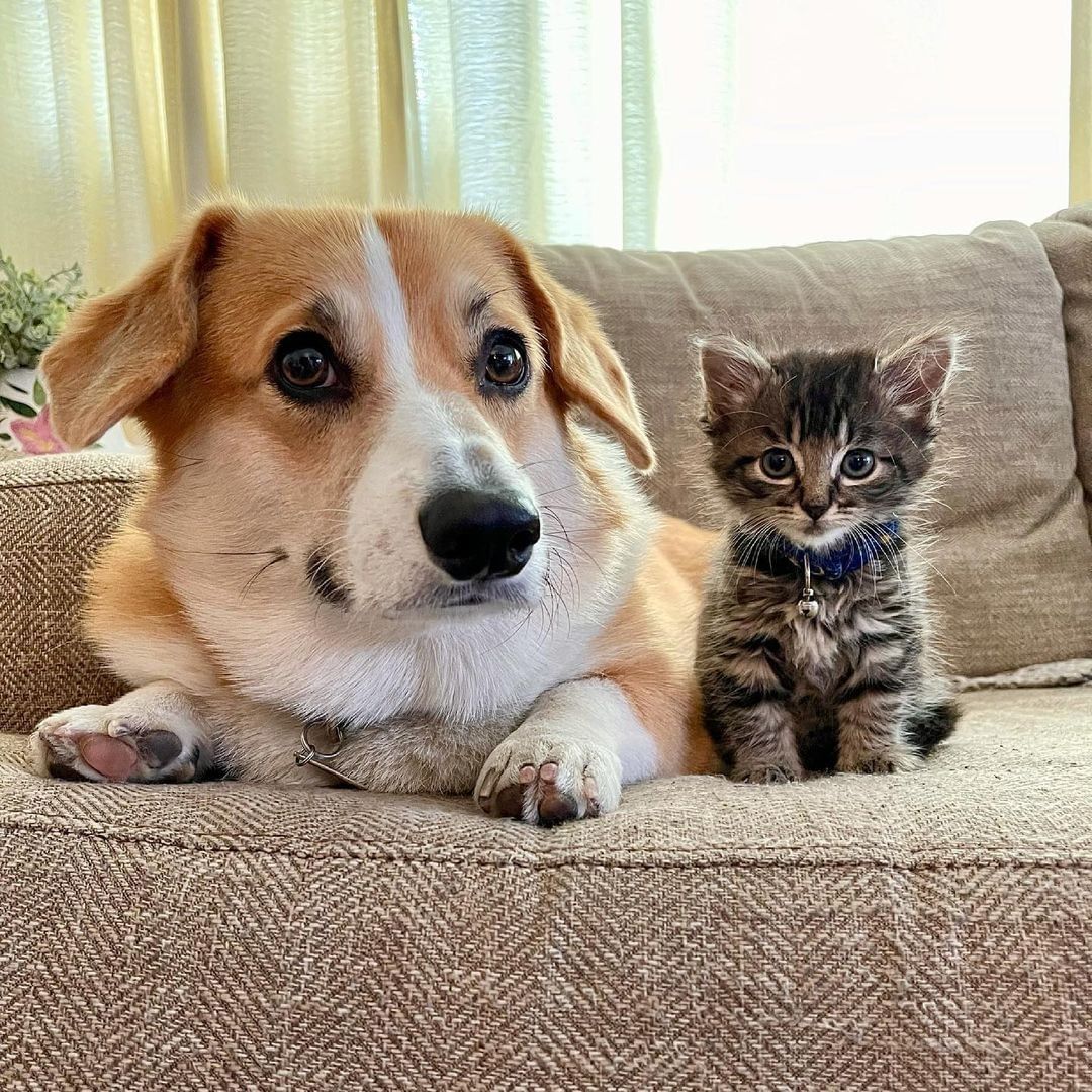 Fluffy boi is very excited...