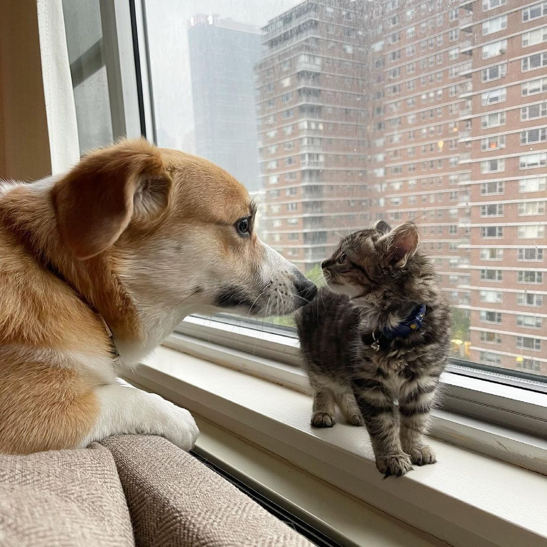 Fluffy boi is very excited...