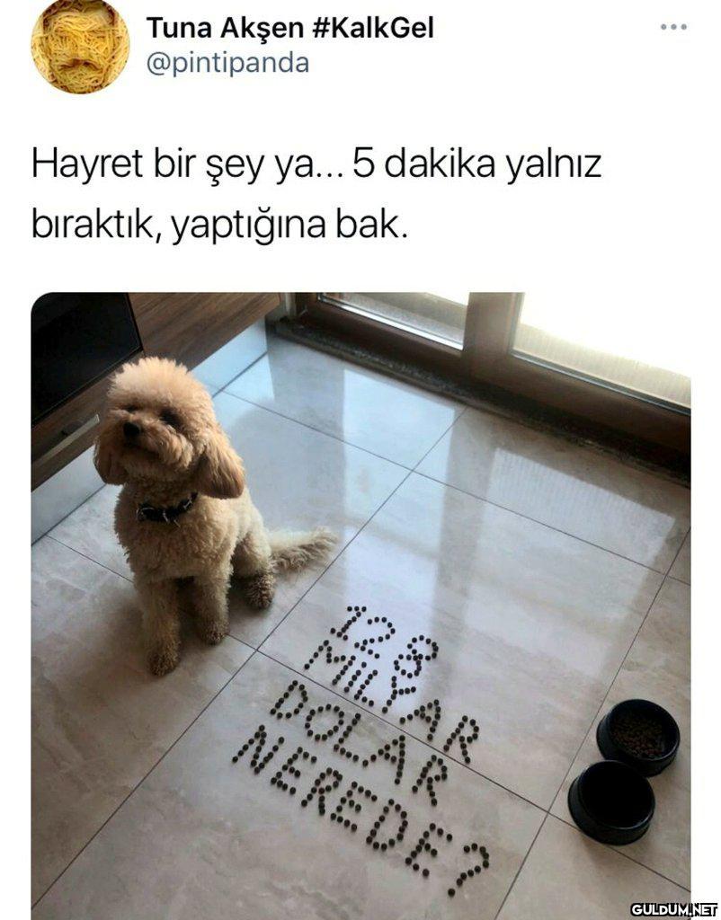 HSHDJSJSDHJDJ    Tuna...