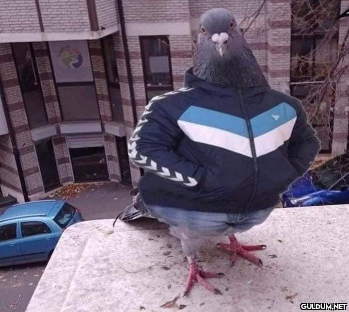 Hayalleri taklaya gelen...