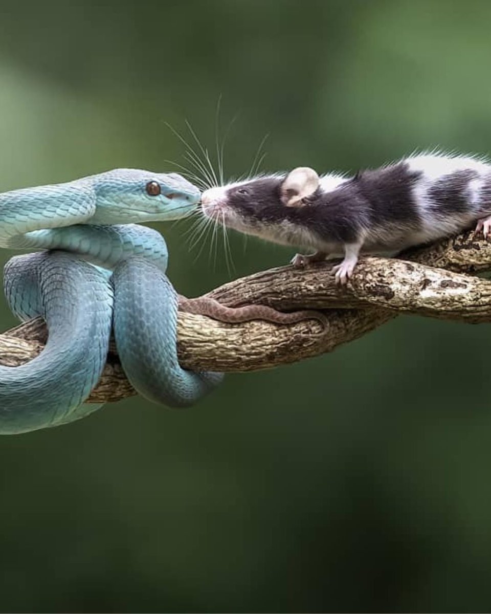 📸 İnanılmaz fotoğraf "Ölüm...