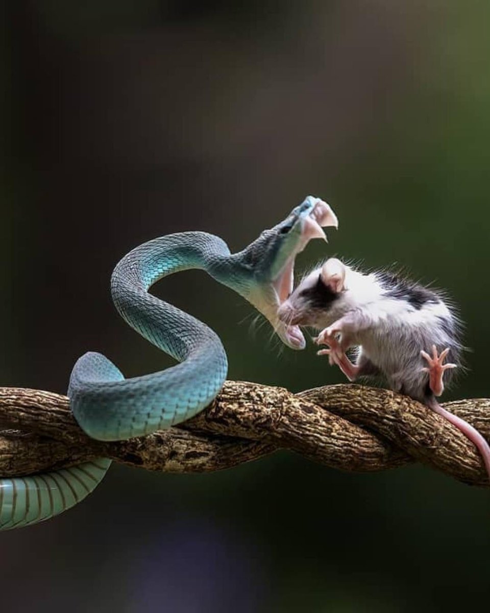 📸 İnanılmaz fotoğraf "Ölüm...