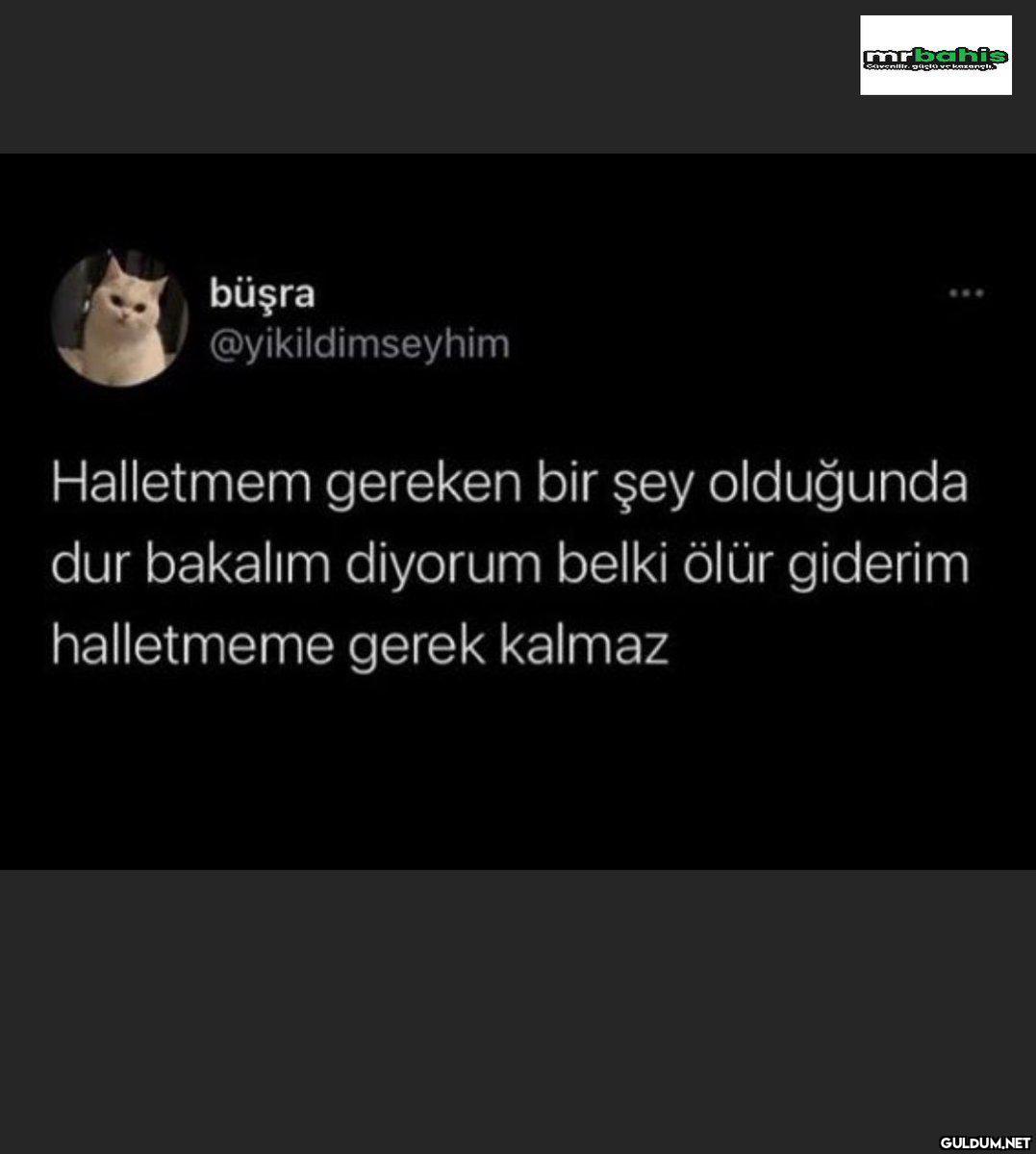 mrbahis cavenilir. gigio...