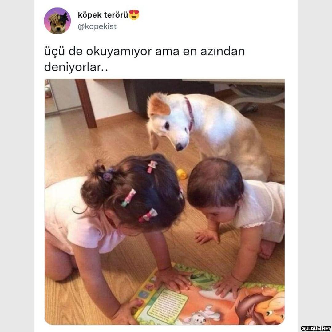 köpek terörü @kopekist üçü...