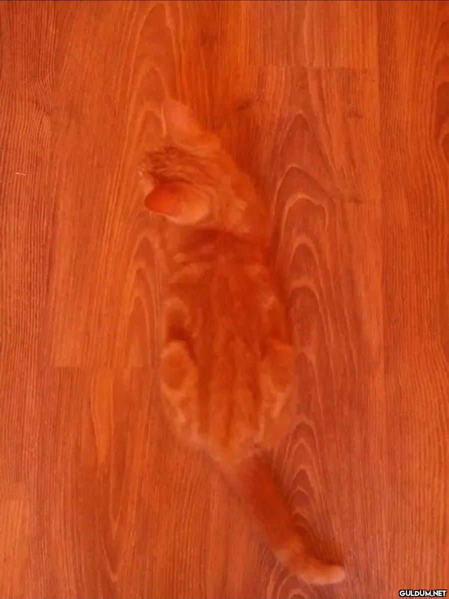 Kaynak