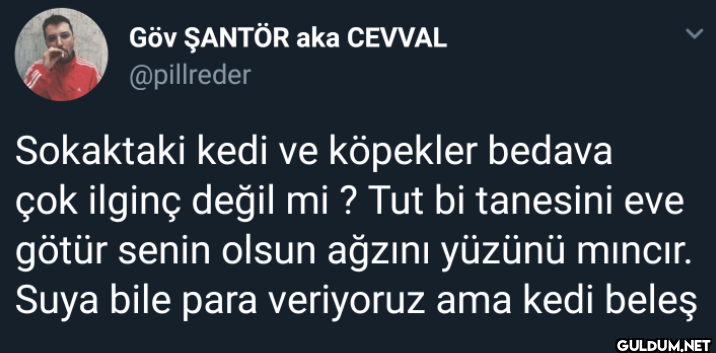 Sokaktaki kedi ve köpekler...