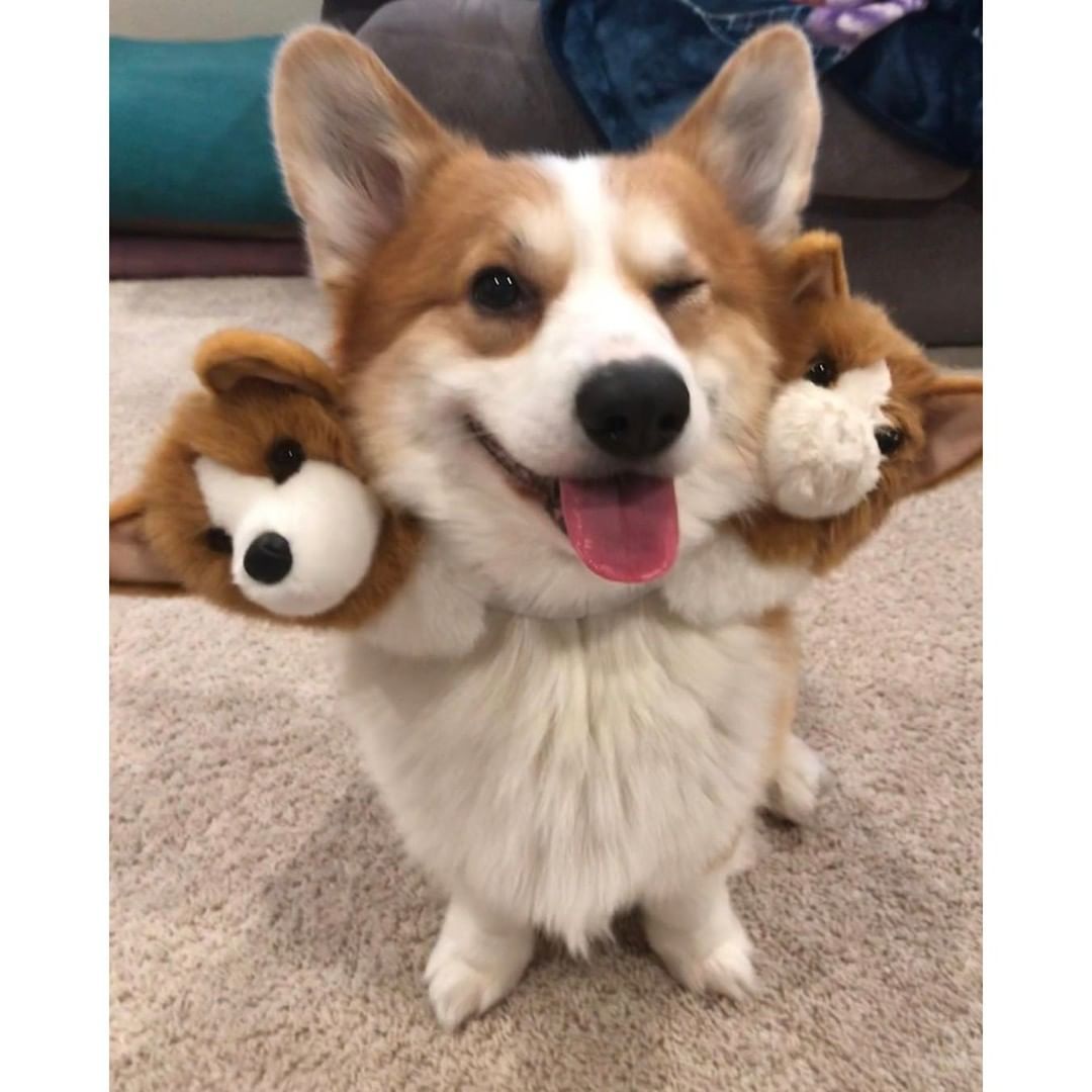 Corgberus 🧡 📹...