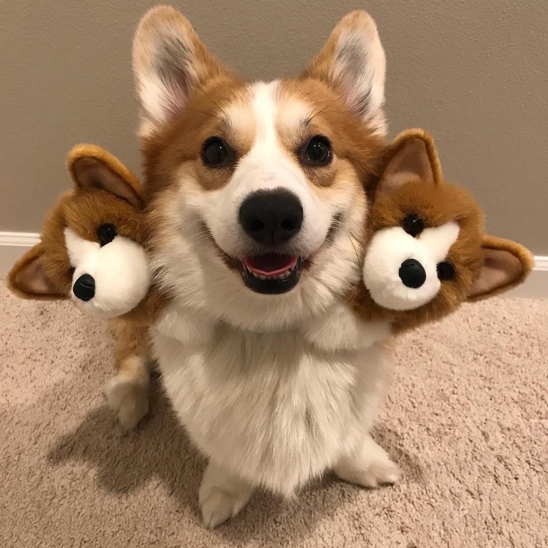 Corgberus 🧡 📹...