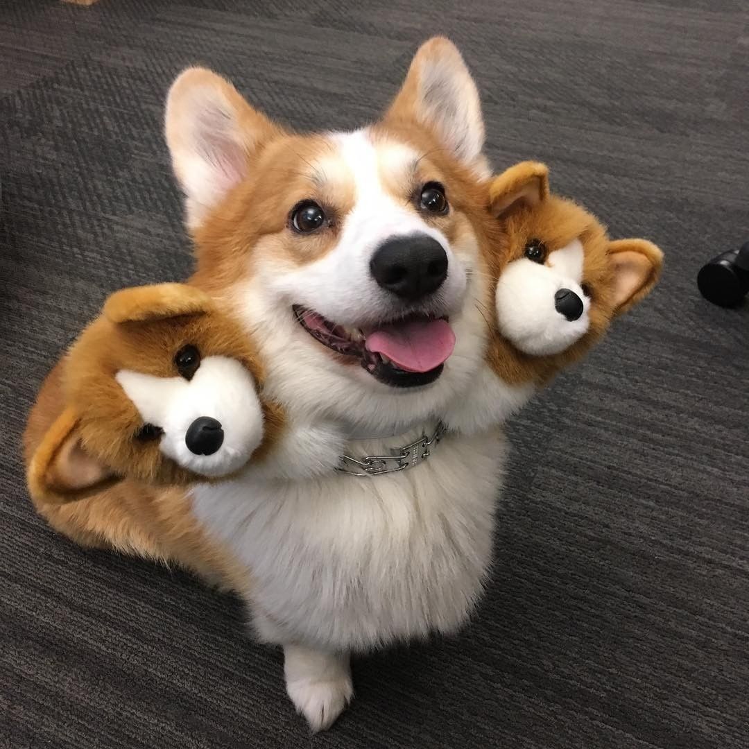 Corgberus 🧡 📹...