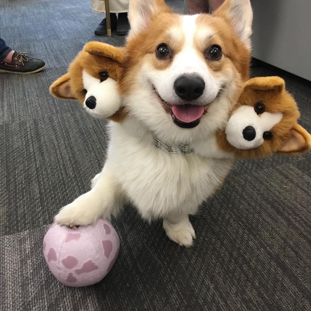 Corgberus 🧡 📹...