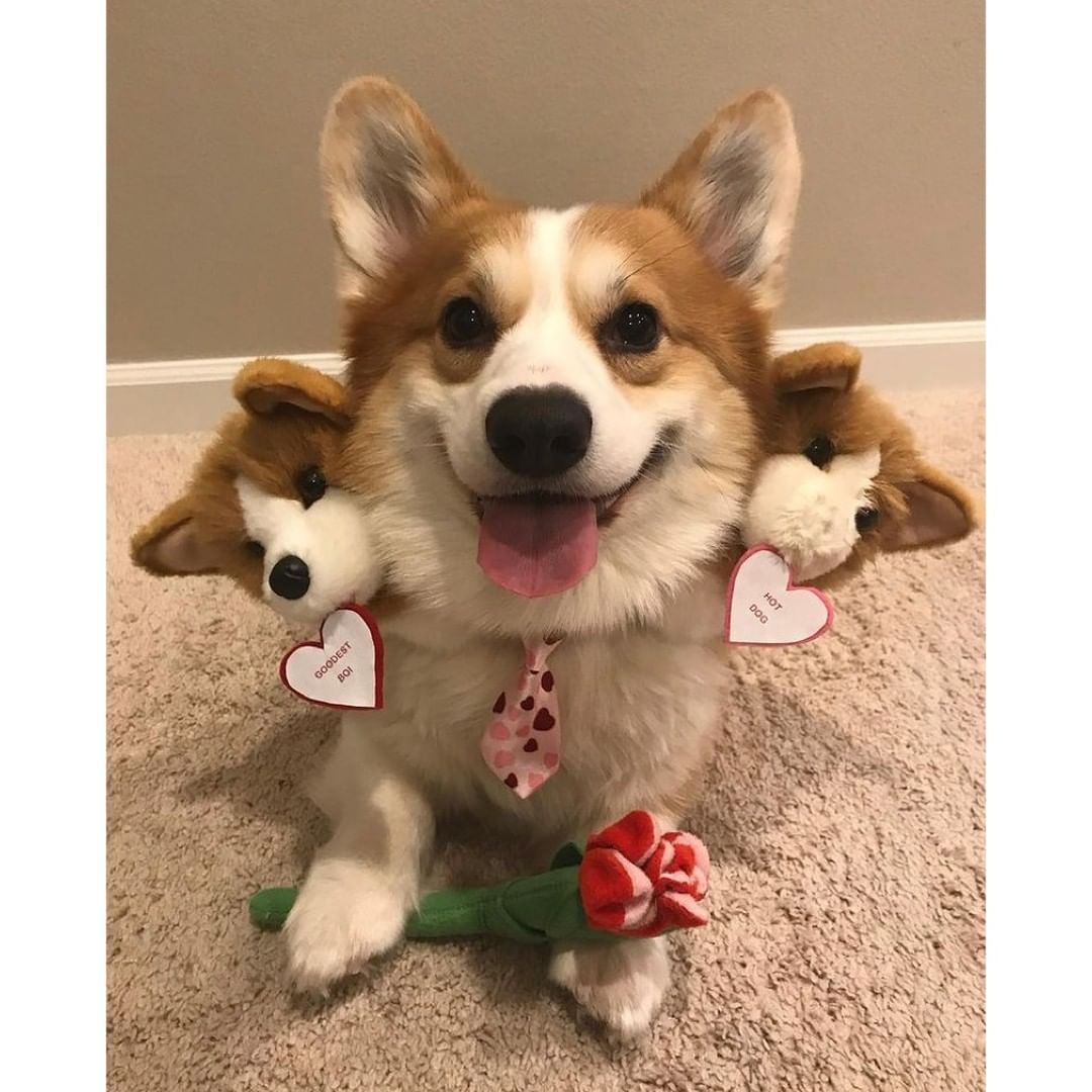 Corgberus 🧡 📹...