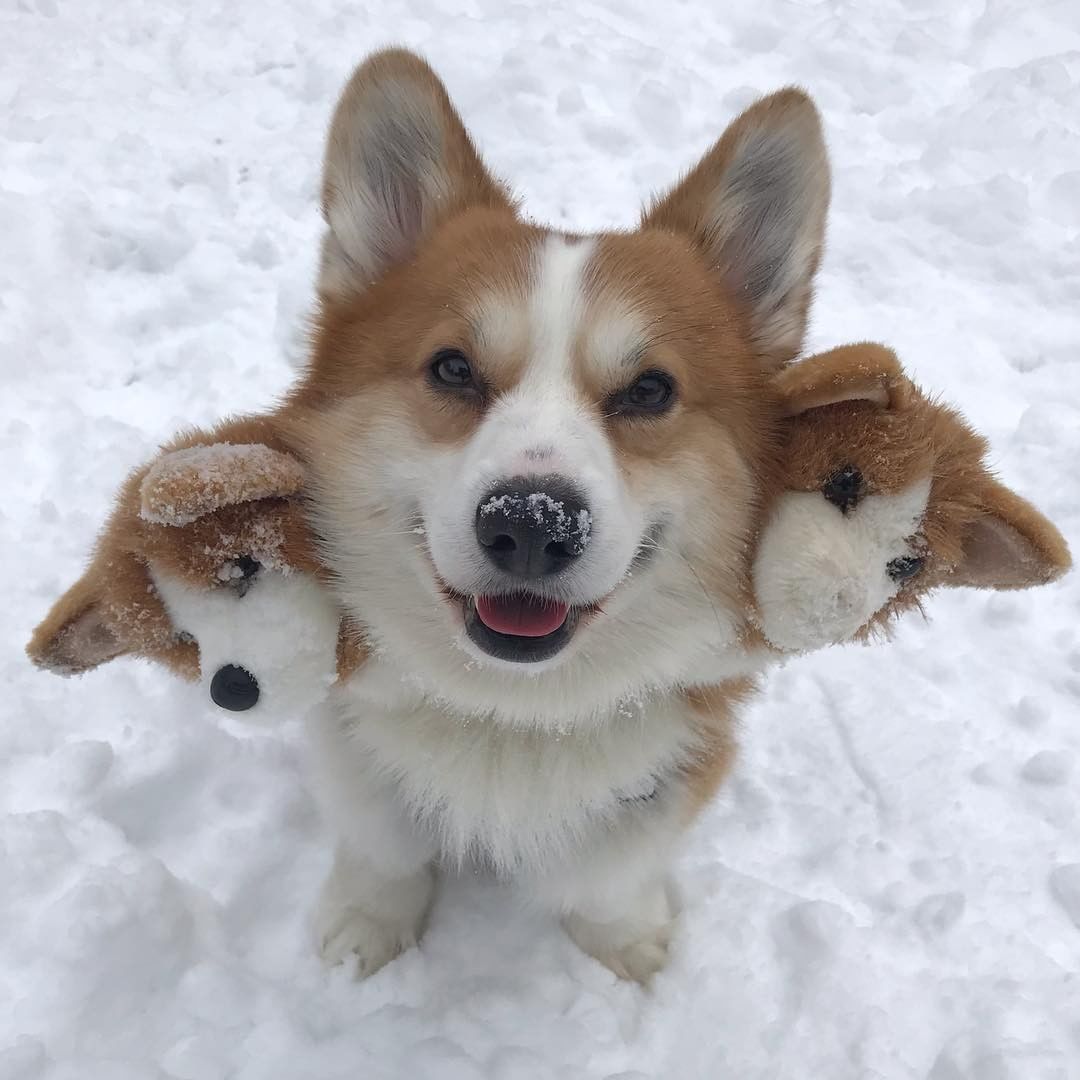 Corgberus 🧡 📹...