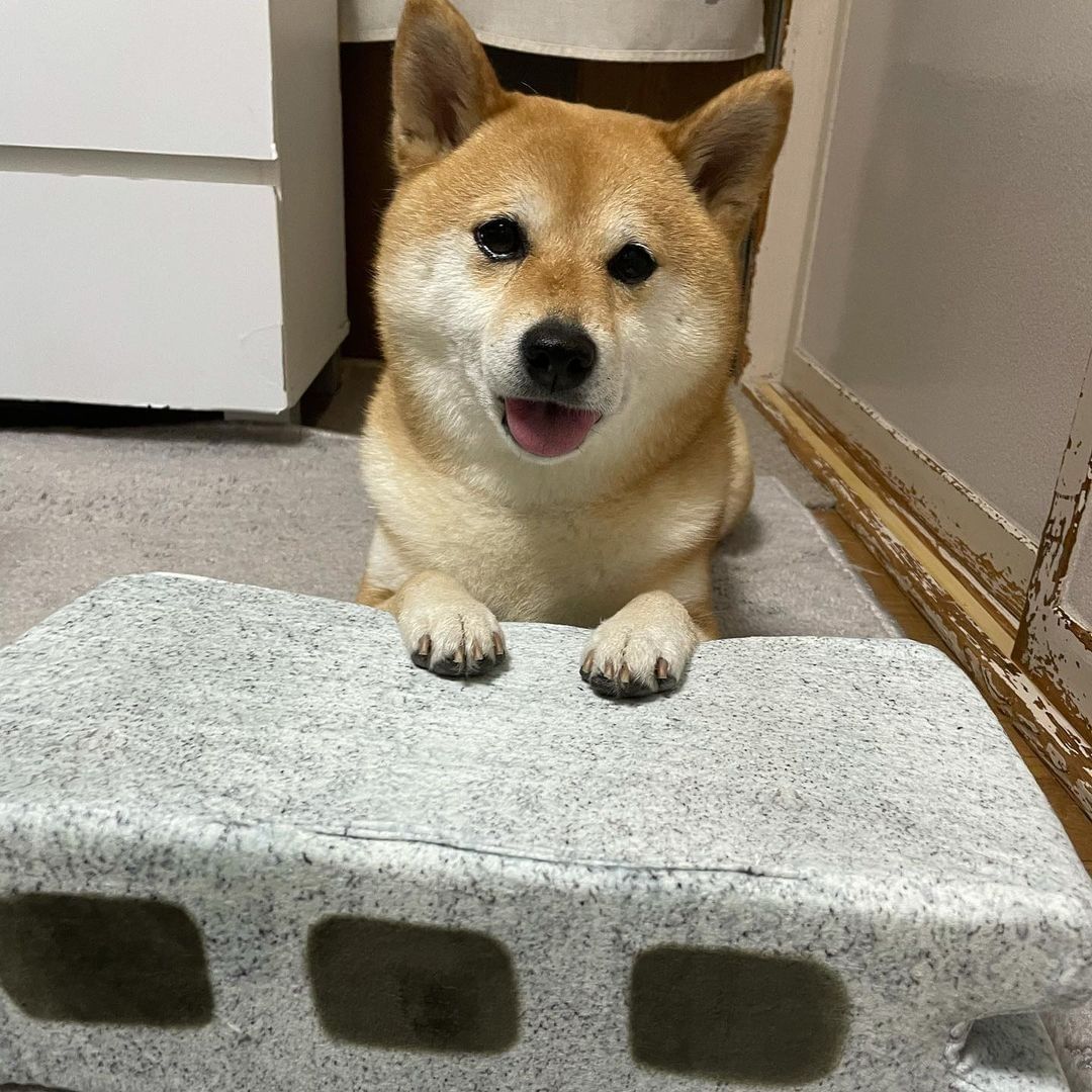 Give this doge an Oscar! |...