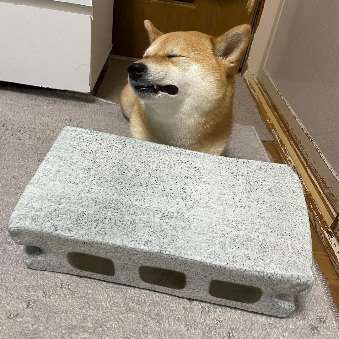 Give this doge an Oscar! |...