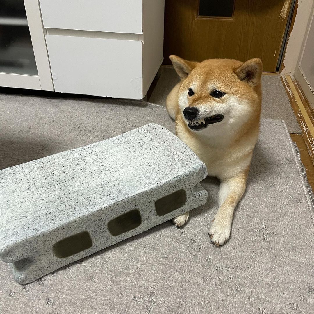 Give this doge an Oscar! |...