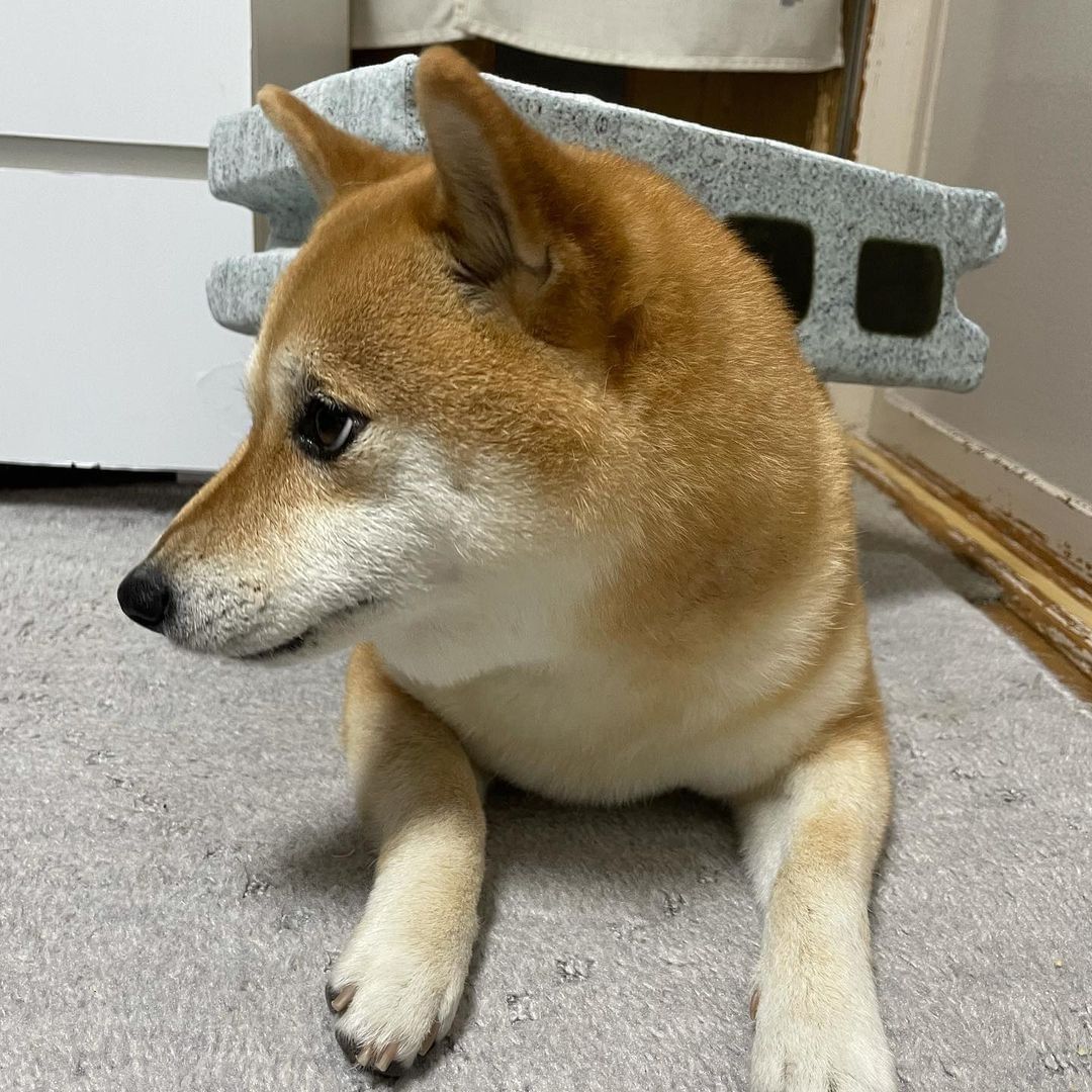 Give this doge an Oscar! |...