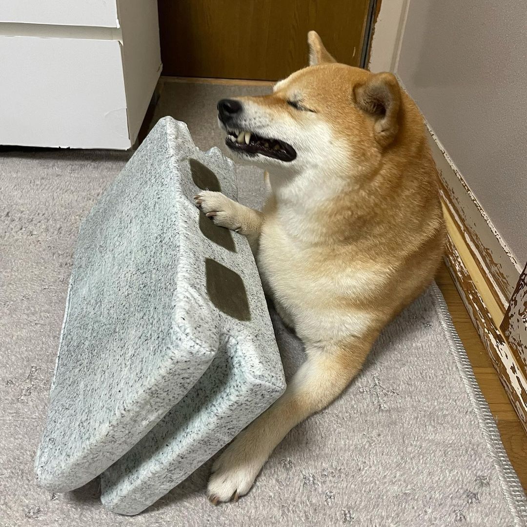 Give this doge an Oscar! |...