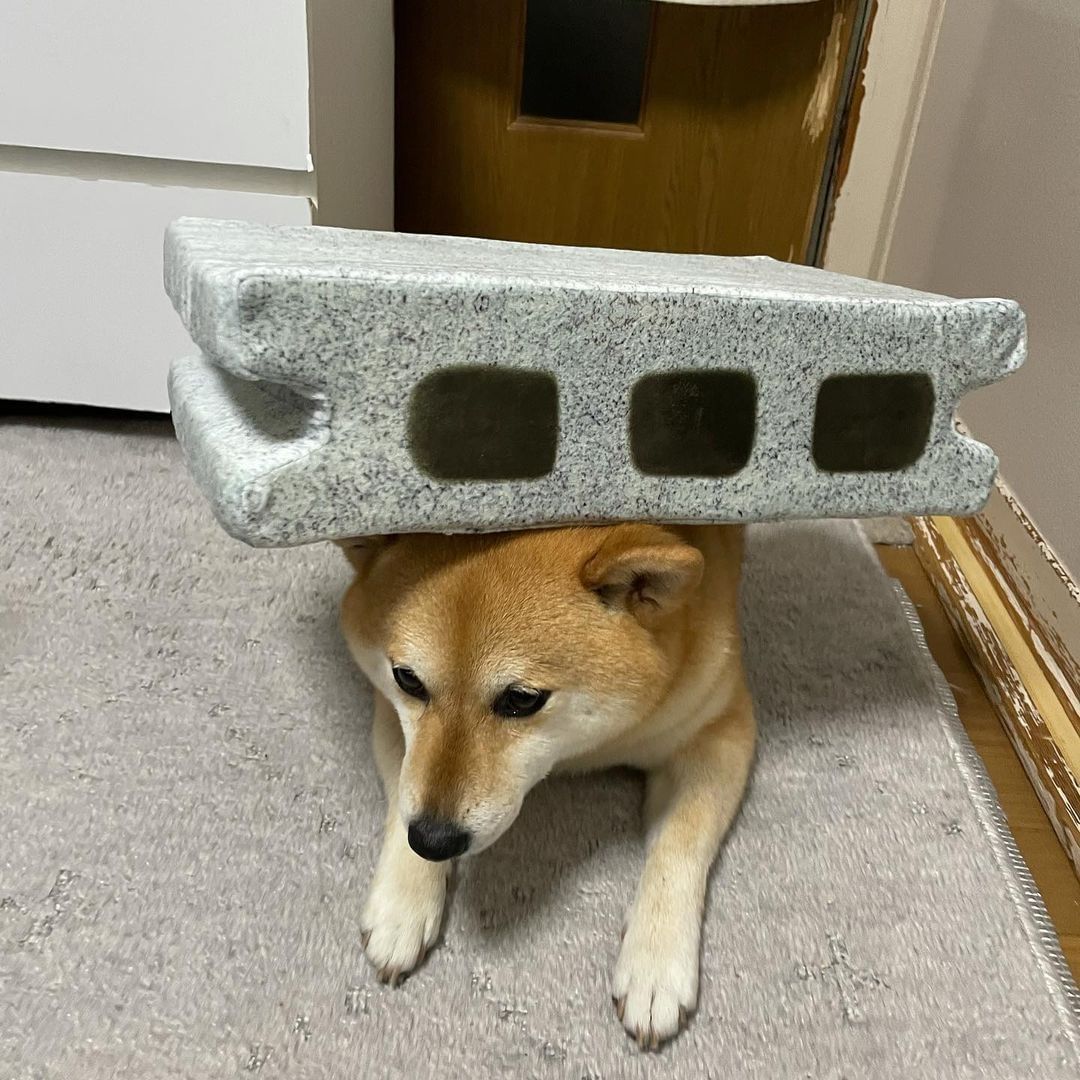 Give this doge an Oscar! |...
