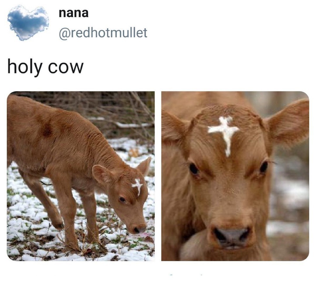 Mooo along by redhotmullet...